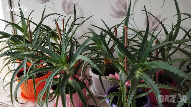 Лечебно Алое (Дървовидно Aloe Arborescens) над 3г., снимка 3 - Стайни растения - 34545609