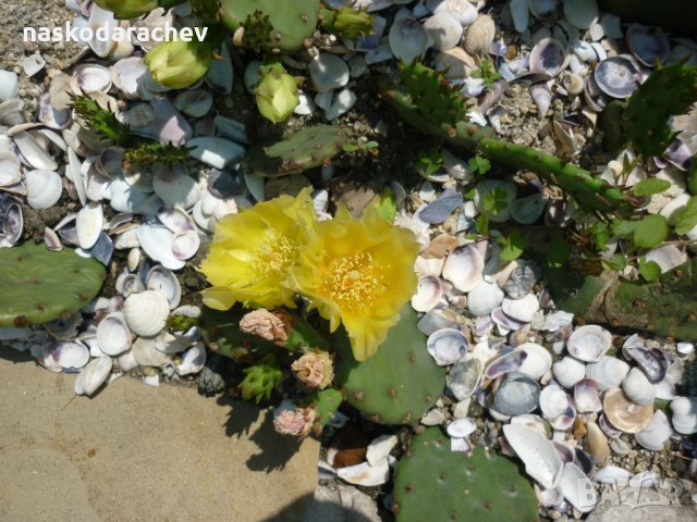 Студоустойчиви кактуси Опунция (Бодлива круша) подходящи за Вашата красива градина, снимка 9 - Градински цветя и растения - 29201767
