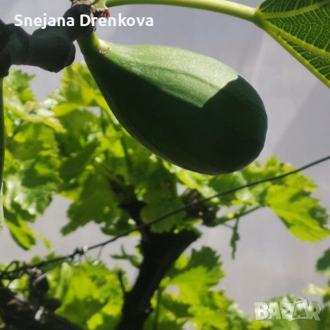 Смокиня, снимка 2 - Градински цветя и растения - 54326682