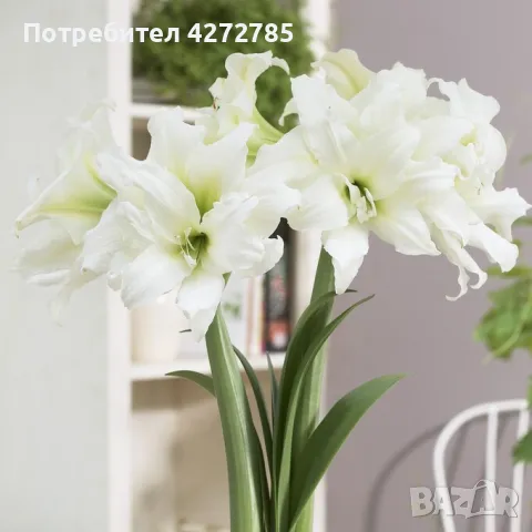 Амарилис Ice Queen, снимка 1