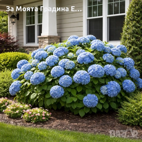 Хортензия макрофила