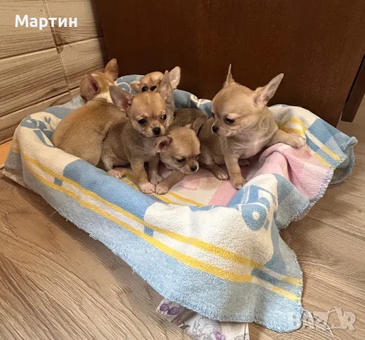 Мини Чихуахуа бебета , снимка 3 - Чихуахуа - 56518448