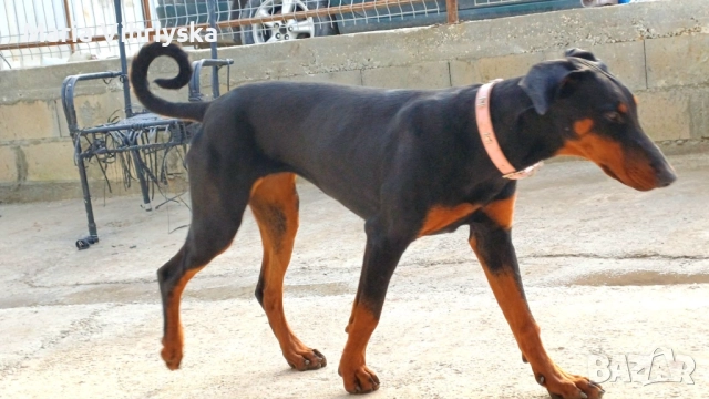Добермани расови, снимка 8 - Доберман - 52905824