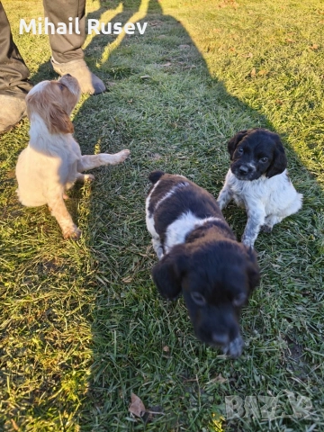 Епаньол бретон, снимка 3 - Бретон шпаньол - 52899215