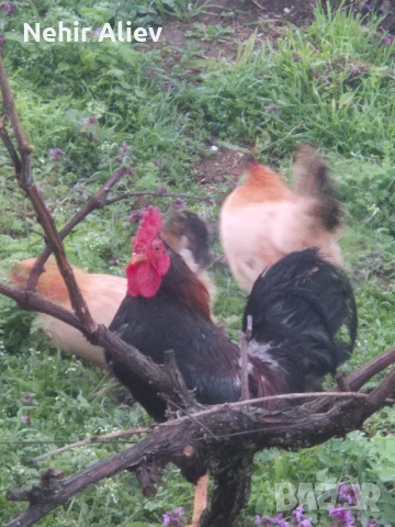 Продавам млади кокошки и петли