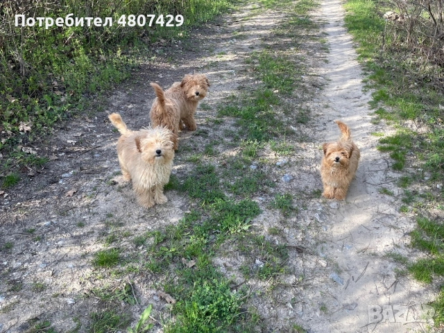 Продавам кученца порода Пудели