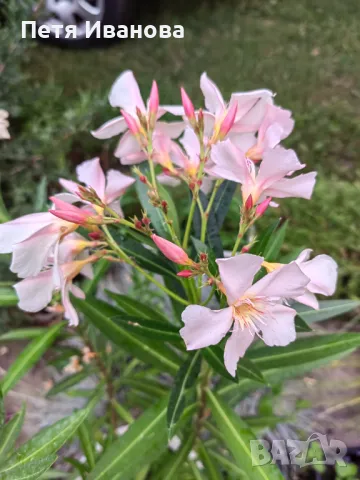 Олеандър (зокум, лян) , снимка 3 - Градински цветя и растения - 50008789