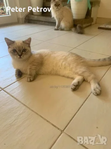 Шотлански котета, снимка 2 - Други - 56529363