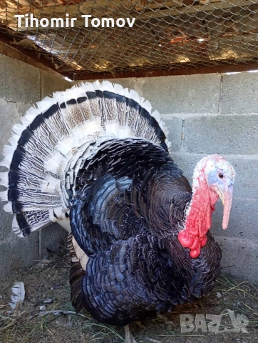 продавам млади домашно гледани пуйки пуяци петли кокошки , снимка 13 - Кокошки и пуйки - 52589751