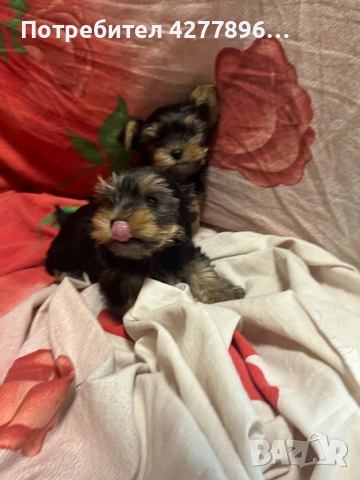  Йоркширски териерчета , снимка 7 - Йоркширски териер - 54136926