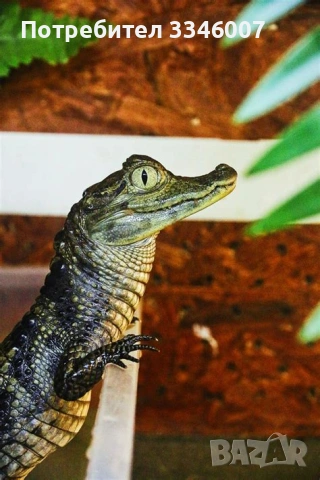 Хотел за екзотични животни, снимка 5 - Змии - 54117225