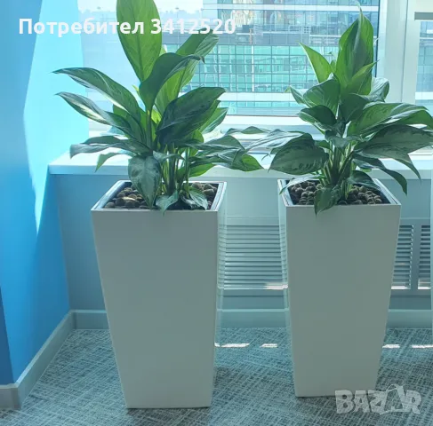 Кашпо белого цвета , снимка 5 - Саксии и кашпи - 50002006