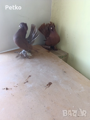 Гълъби ростовски, снимка 12 - Гълъби - 52224460