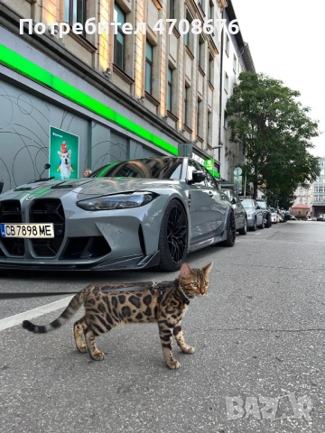 Продава се Бенгалски котарак, снимка 2 - Бенгалски - 53094161