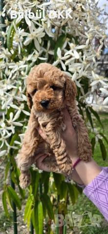 Мини пудел , снимка 3 - Пудели - 54155597