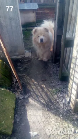 Мъжко Чау Чау за разплод, снимка 5 - Чау Чау - 49173490