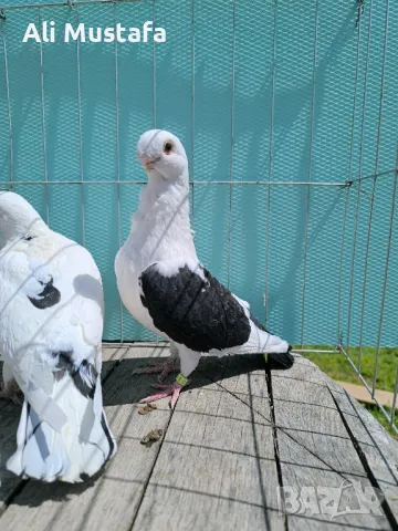 Африканска сова , снимка 18 - Гълъби - 50071282