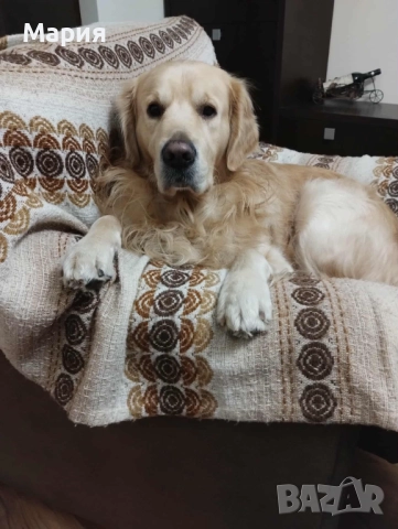 Мъжки голдън ретривър си търси партньорка, снимка 2 - Търси партньор - 51606323