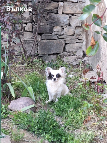 Чихуахуа Бяло със синьо, снимка 4 - Чихуахуа - 51843418