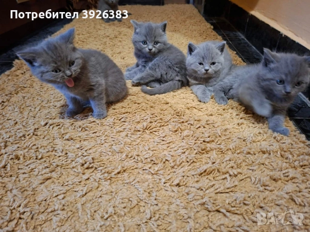 Британска късокосместа, снимка 2 - Британска късокосместа - 54321158