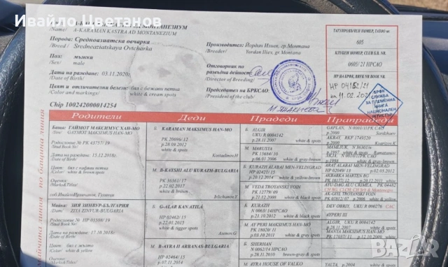 Алабай, снимка 8 - Алабай - 53230055