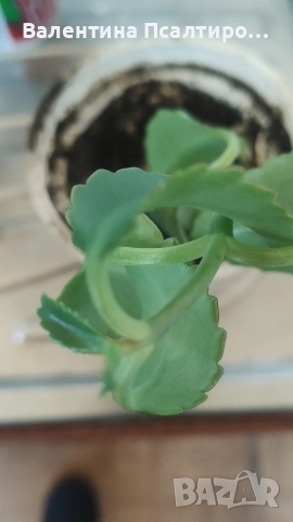 Каланхое дегреминтиана , снимка 6 - Стайни растения - 52956536
