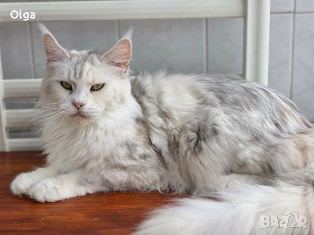 Женско котенце от породата Мейн Куун