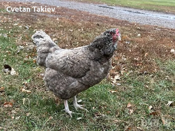 Яйца от Олив Егер , снимка 6 - Кокошки и пуйки - 49225743