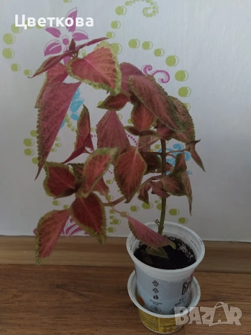 10 стайни растения + отстъпка и подарък, снимка 3 - Стайни растения - 52581659