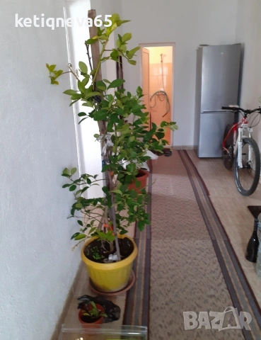 продавам къща 100кв.м , снимка 6 - Къщи - 53973423