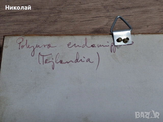 Препарирана Пеперуда в Рамка, снимка 14 - Декорация за дома - 54175284