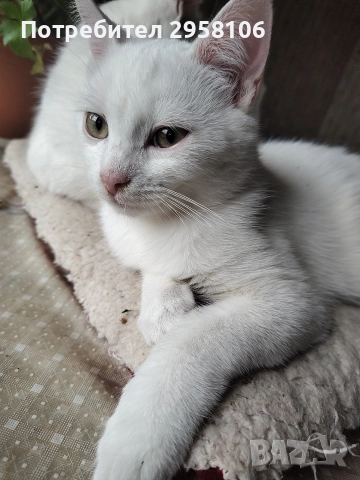 коте, снежно бяло момче, 8 мес., снимка 2 - Британска късокосместа - 51471264