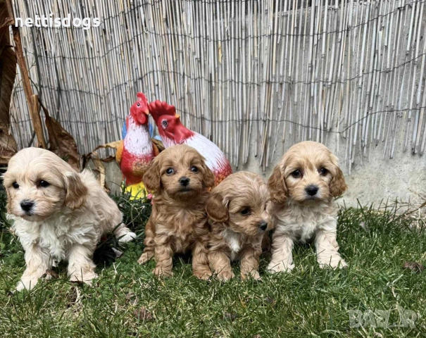 Прекрасни МАЛТИПУ, снимка 2 - Пудели - 47377367