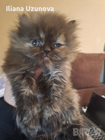 Уникални персийски котенца , снимка 10 - Персийска - 53293077