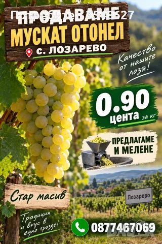 Мускат Отонел грозде