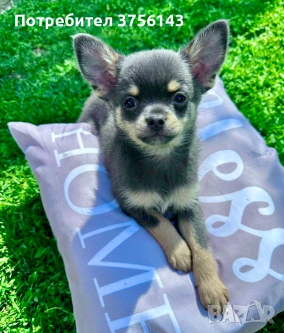 Уникално Мъжко Чихуахуа Син Тен