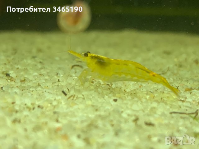 Жълти скариди, Yellow Shrimps, снимка 2 - Рибки - 40658195