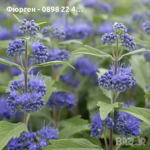 Кариоптерис