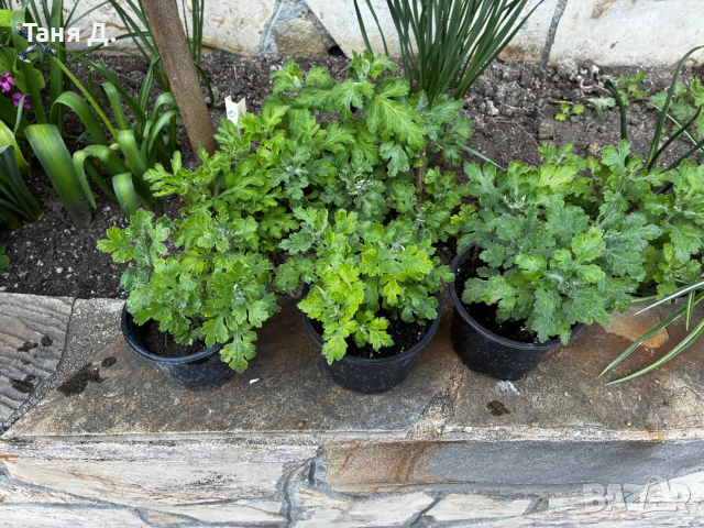 Хризантеми (мишета)