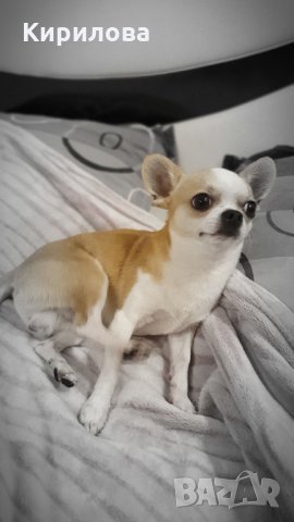 Мъжко чихуахуа за разплод, снимка 4 - Чихуахуа - 32139031