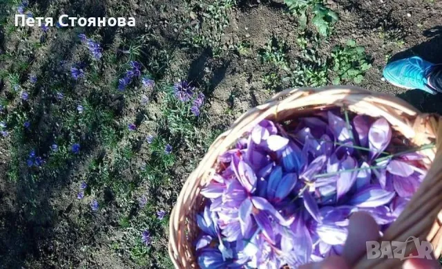 Подправка ШАФРАН, снимка 5 - Домашни продукти - 47815283