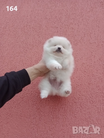 Померани. Реални снимки от 05.01.26 г. , снимка 11 - Померан - 52926285