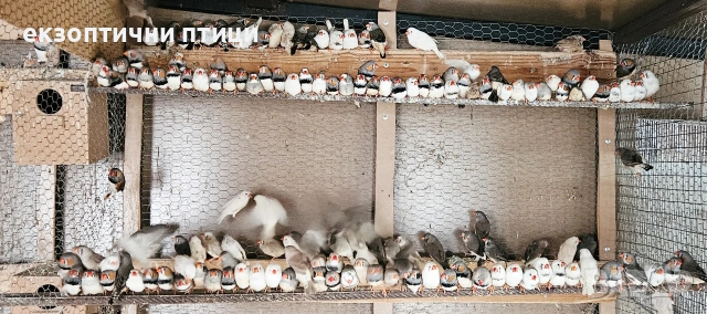 Свободни 200бр Амадини, снимка 2 - Амадини - 54013048