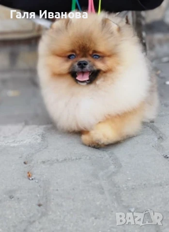 Уникален мъжки померан , снимка 1