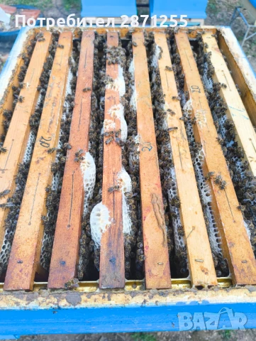 Натурален пчелен мед 2025, снимка 3 - Пчелни продукти - 51076254