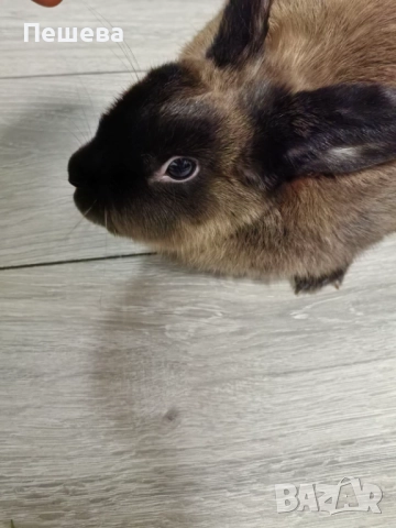 Подарявам Зайче , снимка 6 - Декоративни зайчета - 52659513