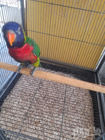 Многоцветно Лори , снимка 1