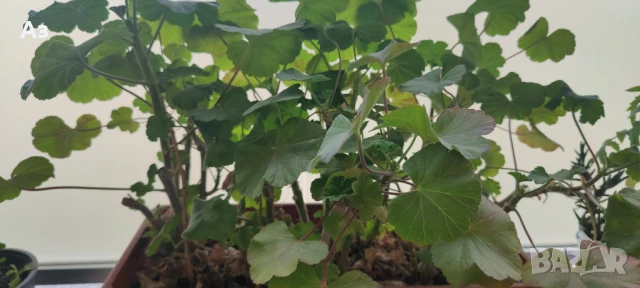 Продавам цветя Мушкато българско, в сандъчета, снимка 4 - Разсади - 51000851