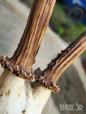 Трофей от сръндак , снимка 7 - Други - 54312628