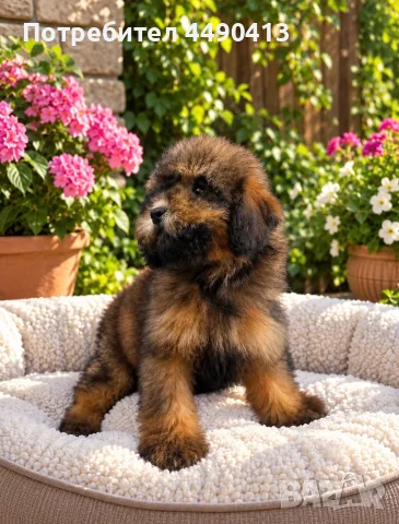 Кавапу Cavapoo F1b, снимка 2 - Пудели - 56513313